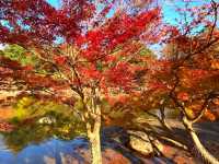 奈良小眾絕景🍁秋日鷺池的油畫感太絕了!