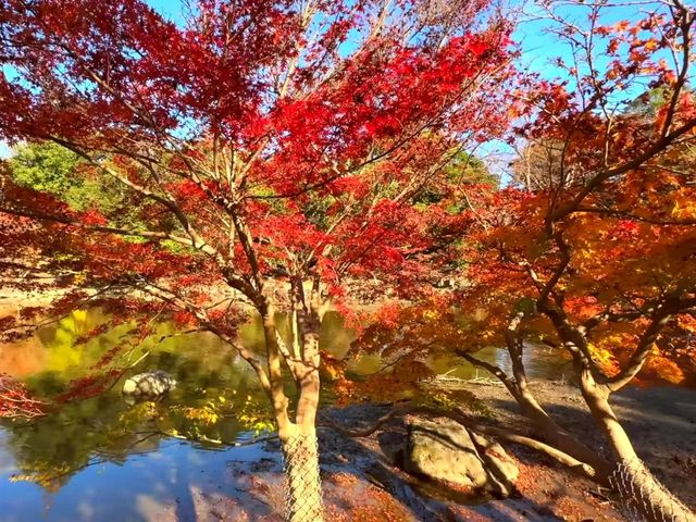 奈良小眾絕景🍁秋日鷺池的油畫感太絕了! 奈良小眾絕景🍁秋日鷺池的油畫感太絕了!