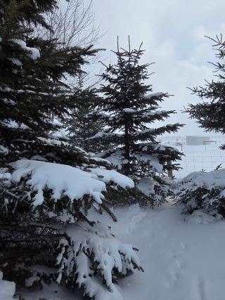 Puslinchの冬の雪跡の旅｜Smith Property Loopスノーシュー体験