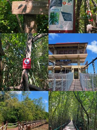 紅樹林的魔力：史蒂烏濕地的生態重要性