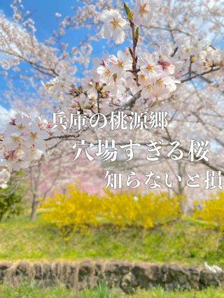 [จังหวัดเฮียวโกะ] ค้นพบสวรรค์แห่งดอกซากุระในคาโคกาวะ