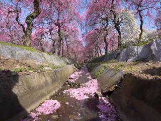 A Must-Visit Hidden Gem for Spring Flowers: The Endless Plum Blossoms of Inabe City Agricultural Park.