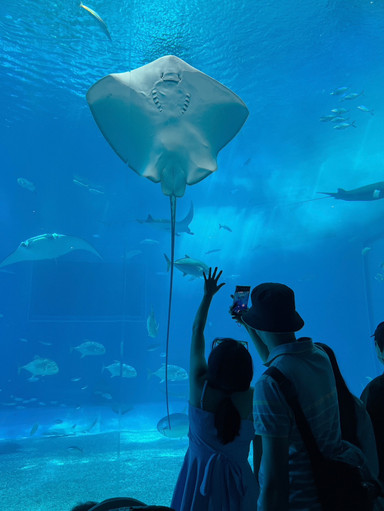 沖縄美ら海水族館：「黒潮の海」のディープブルーの巨大スクリーンの前