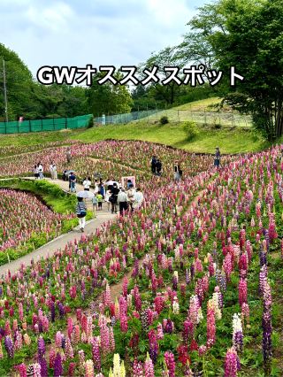 【GWオススメスポット Part7】  色とりどり3万本のルピナスが見頃