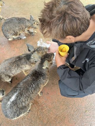 Nagasaki Bio Park: An Interactive Animal Park.