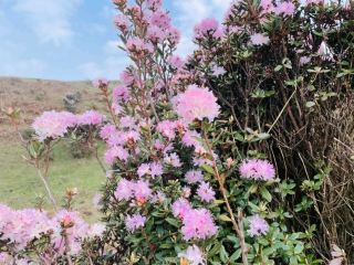 🌺 Wumeng Mountain | A Mountain Painted by Spring