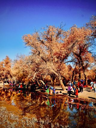 Xinjiang’s Urumqi Xinjiang Ancient Ecology Park Huyang Garden Carp Pond Sunset