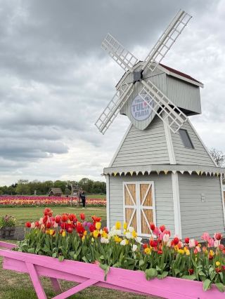 TULLEYS TULIP FARM — THE UNDERRATED FLOWER WONDERLAND OF THE UNITED KINGDOM! 