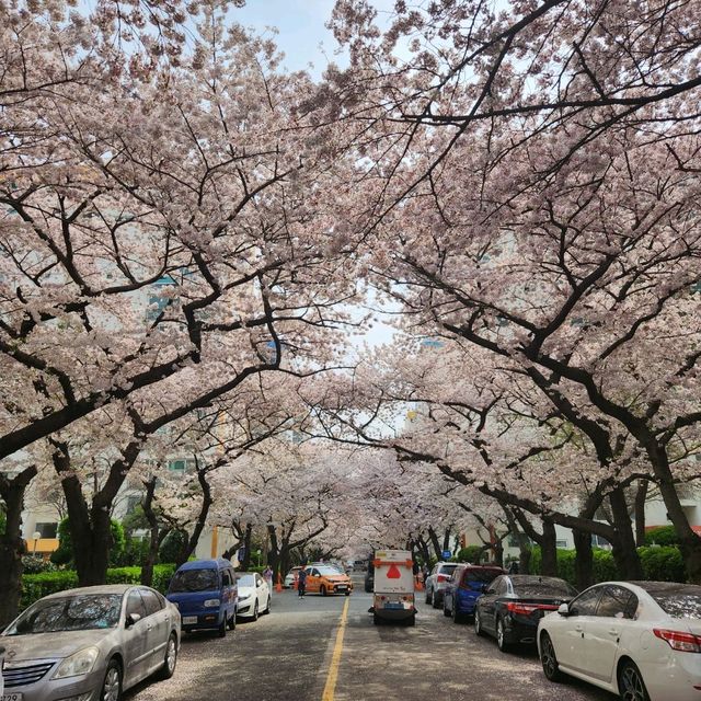 부산 광안리 벚꽃 명소! 삼익비치아파트