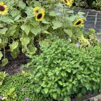 Sunflower Garden @ Changi Airport T2 transit