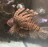 Christmas time at Mandalay Bay’s Shark Reef