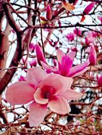 Magnolias: A Reminder of Home