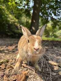 兔奴必遊🐰大久野島探兔仔賞日落🌄