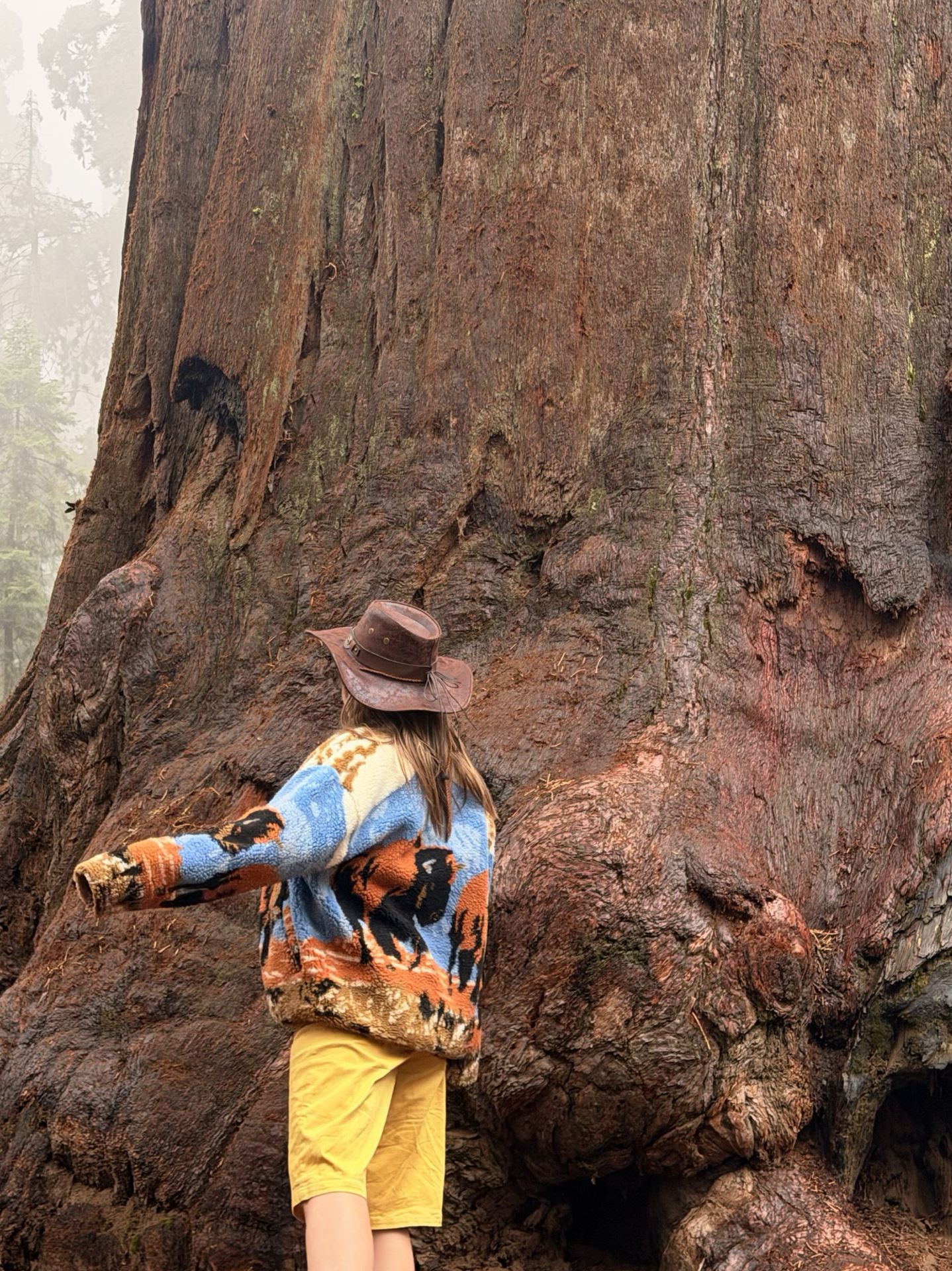 California's Forest of Giants: Where to See Trees Over 2,000 Years Old? 🌲🇺🇸