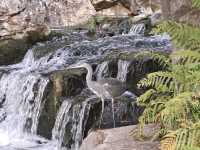 Holland Park London 🇬🇧