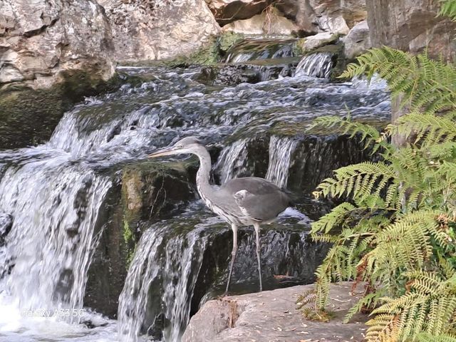 Holland Park London 🇬🇧