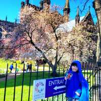 🌺春天的櫻花聖堂🌸Chester Cathedral