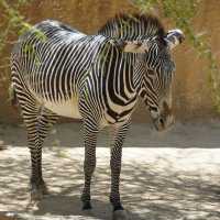 Los Angeles Zoo 🇺🇸