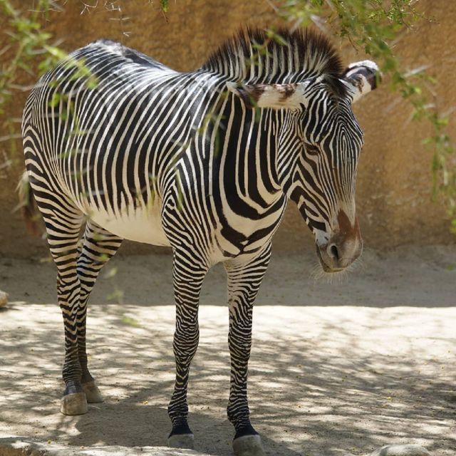 Los Angeles Zoo 🇺🇸