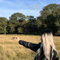 Richmond Park Retreat: Nature’s Oasis in London