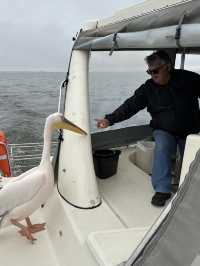 Boat trip with pelicans