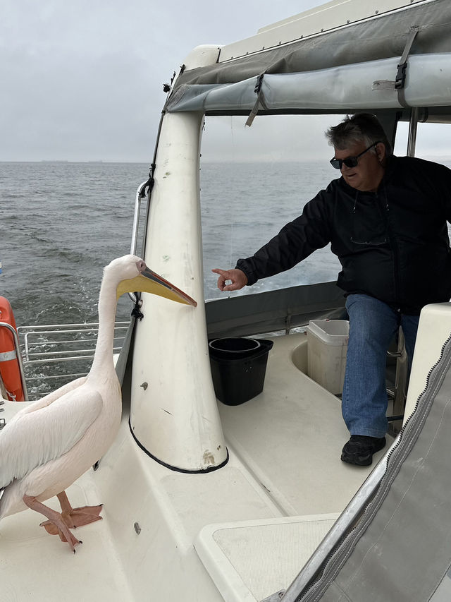 Boat trip with pelicans
