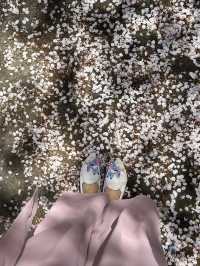 Beauty of end of Sakura season 