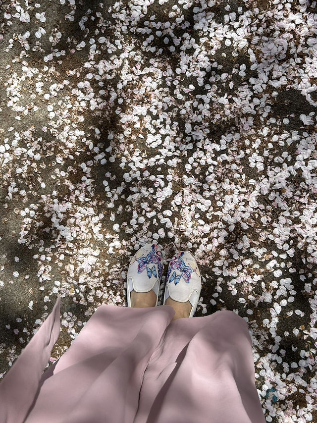 Beauty of end of Sakura season 