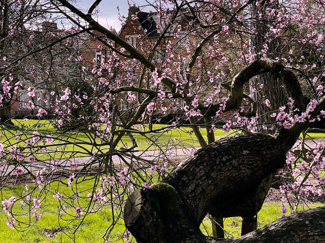 🌸 Springtime Serenity at St Hugh’s College, Oxford 🌸