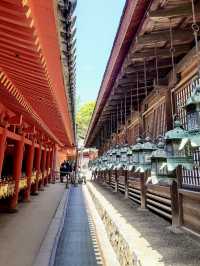 Springtime at Kasuga Taisha (Nara)