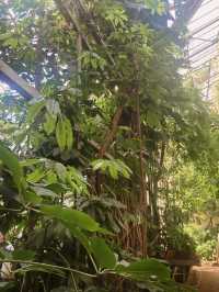 The Botanical miracle in Saint-Petersburg