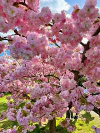 🌸 Cherry Blossom Season at Kew Gardens — A Spring Favourite in London 🌸