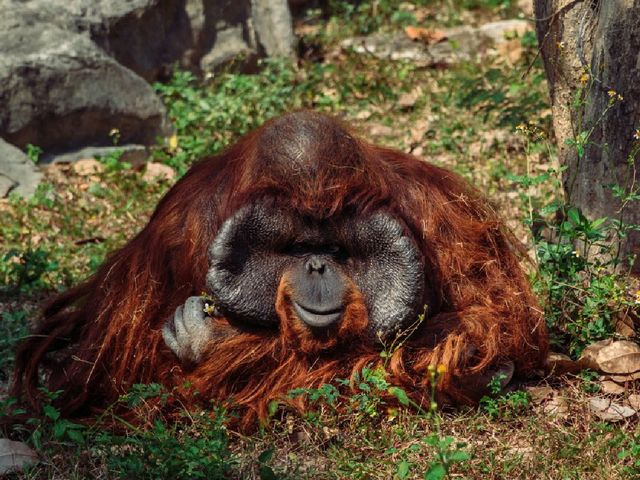 A Wild Day Out: Visiting Chiang Mai Zoo in Northern Thailand