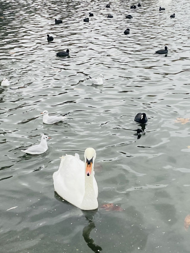 A Magical Christmas Stroll Through London