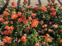 🌹✨ A Blooming Dream: Rose Garden of Baden-Baden, Germany 🇩🇪🌿