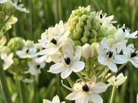 Hong Kong Flower Appreciation | Bethlehem Star Blooms in Shatin Shimen