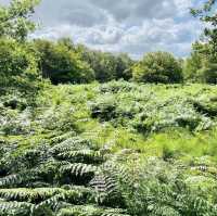 Epping Forest - London