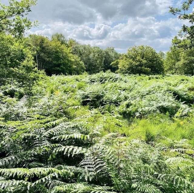 Epping Forest - London