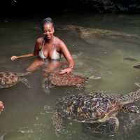 Swimming with sea turtles!