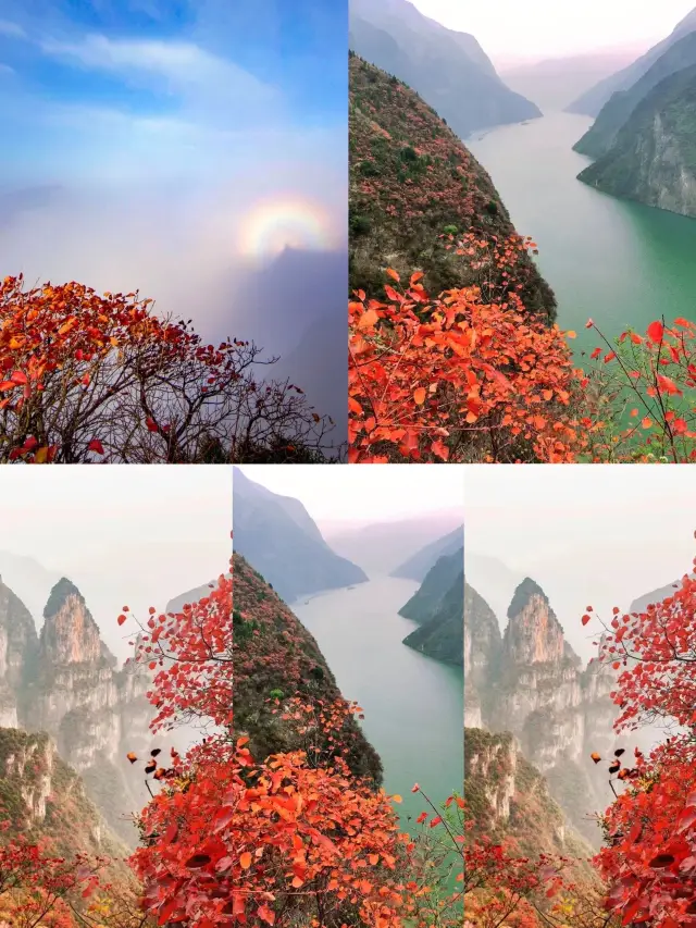 重慶周邊遊| 紅葉漫三峽，巫山美如畫一年一度的巫山國際紅葉季