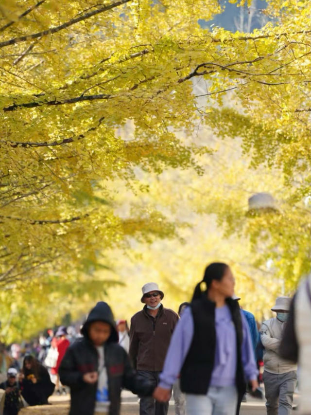 廣州今年楓葉又紅啦來賞國內最快的秋天