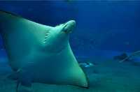 科莫多島旅遊必看攻略!!