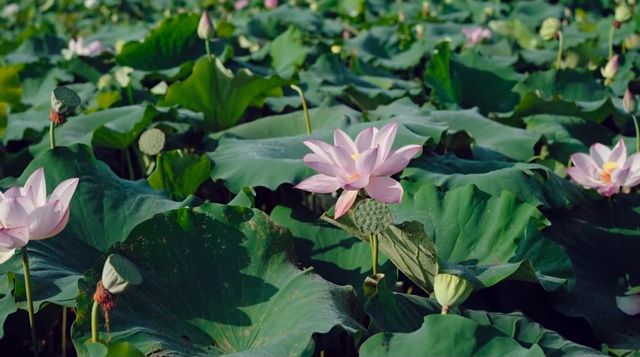 中國蓮花第一村—廣昌