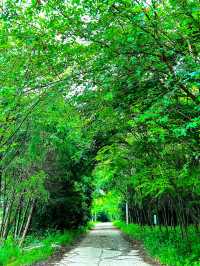 南京老山國家森林公園 | 森林氧吧，徒步踏青好去處