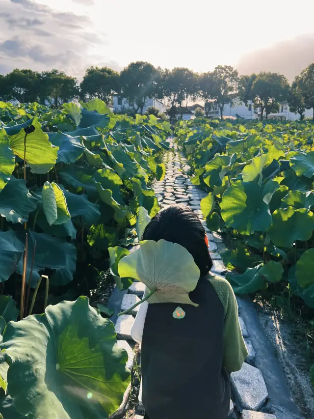 Watch lotus flowers in Modu | Jinze Town Lianhu Village