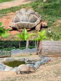 國慶去哪玩？就去雲南野生動物園