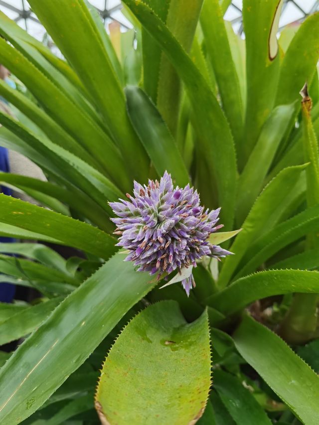 上海冬天也有不冷看花的地方～辰山植物園