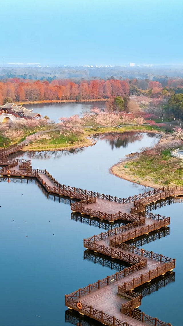 上海最美的大梅園，上海海灣國家森林公園