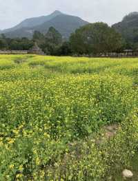 長泰古山重的油菜花終於盛開了，這裡人少景美，讓人心曠神怡