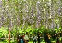 環全國系列144 上海 紫藤園